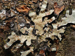 Image of shield lichen