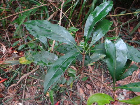 Image of Osmanthus marginatus (Champ. ex Benth.) Hemsl.