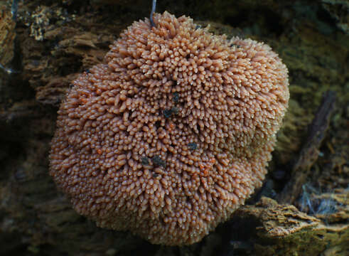 Image of Tubifera ferruginosa subsp. acutissima