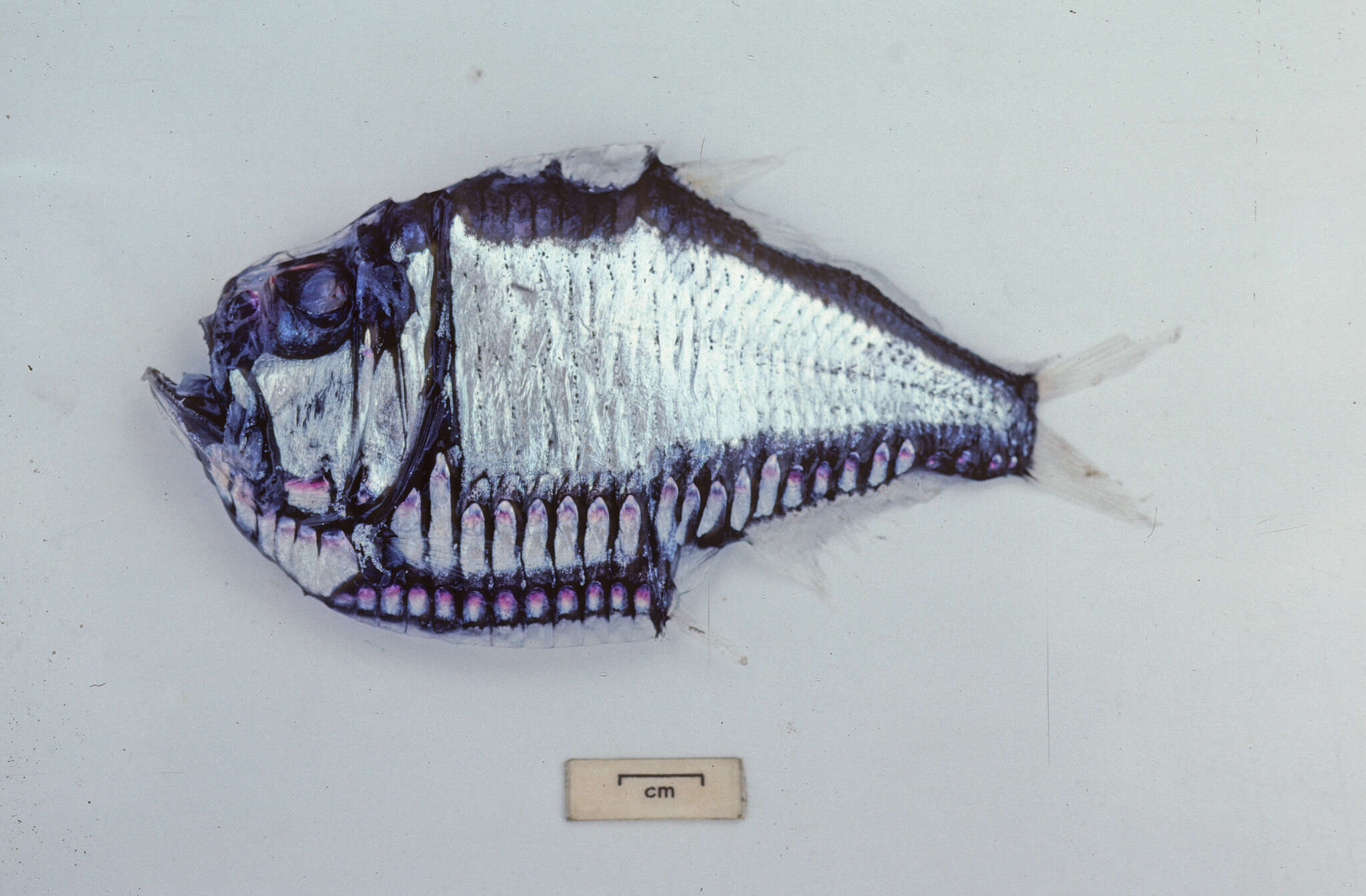 Image of Giant Hatchetfish