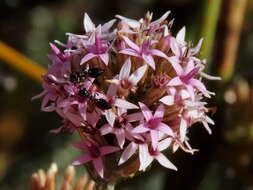 Image of Stoebe fusca (L.) Thunb.