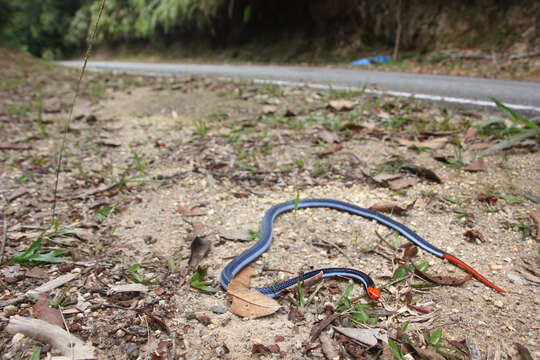 Image of Blue Coral Snake