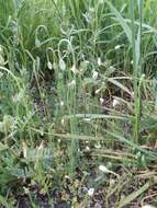 Image of Papaver albiflorum subsp. austromoravicum K. Kubat