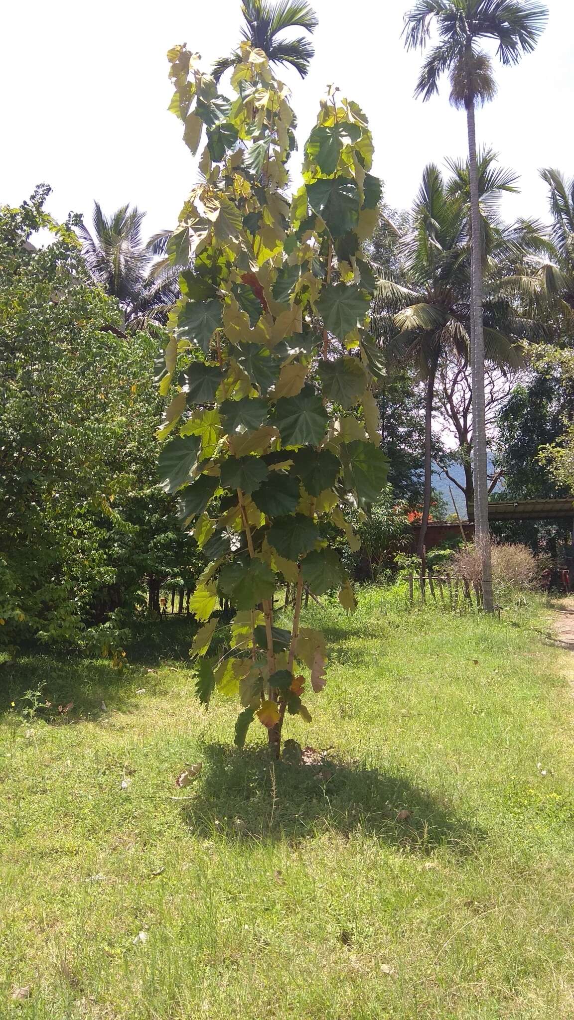 Image de Pterospermum acerifolium (L.) Willd.