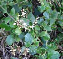 Image of Crassula sarmentosa Harv.