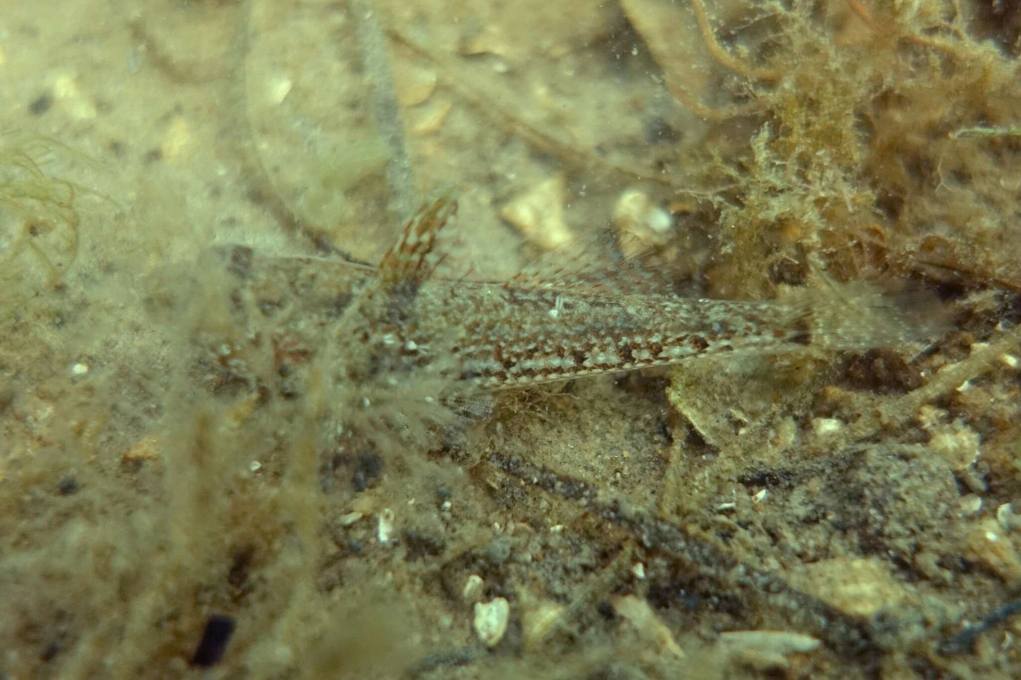 Image of Australian sailfin goby