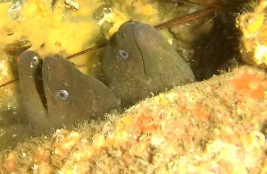 Image of California moray