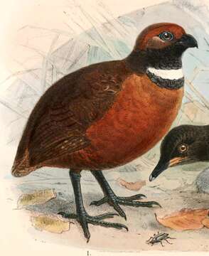 Image of Rufous-fronted Wood Quail