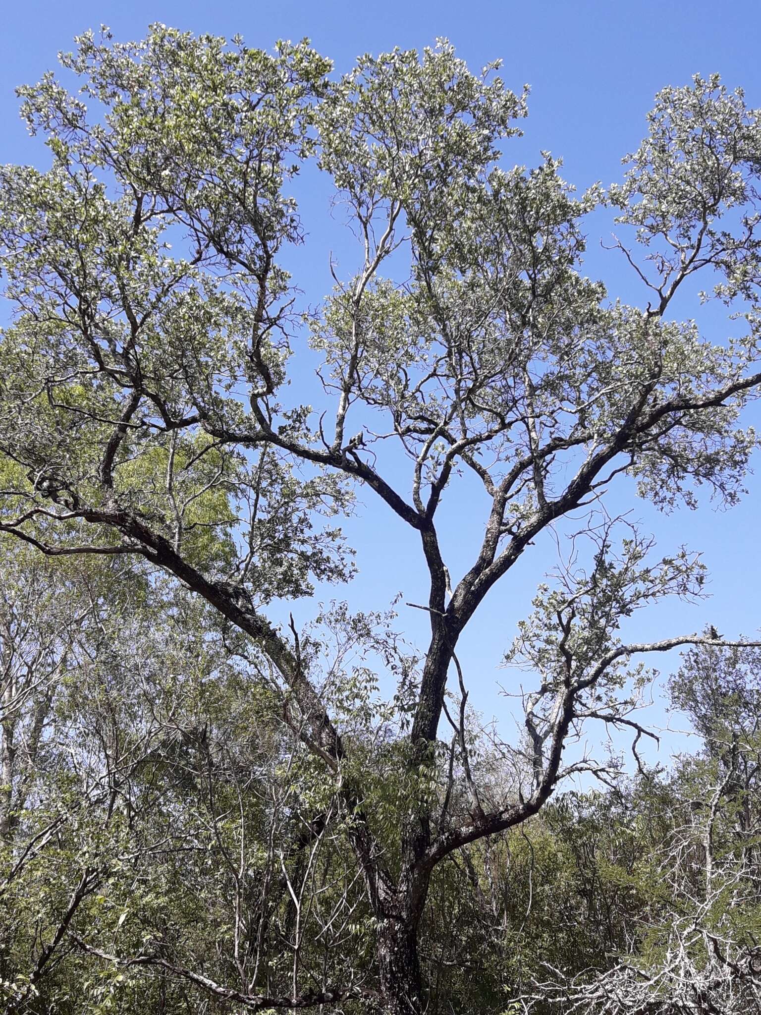 Image of Red Quebracho