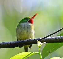 Image of Jamaican Tody