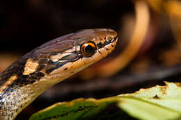 Image of Veracruz Graceful Brown Snake