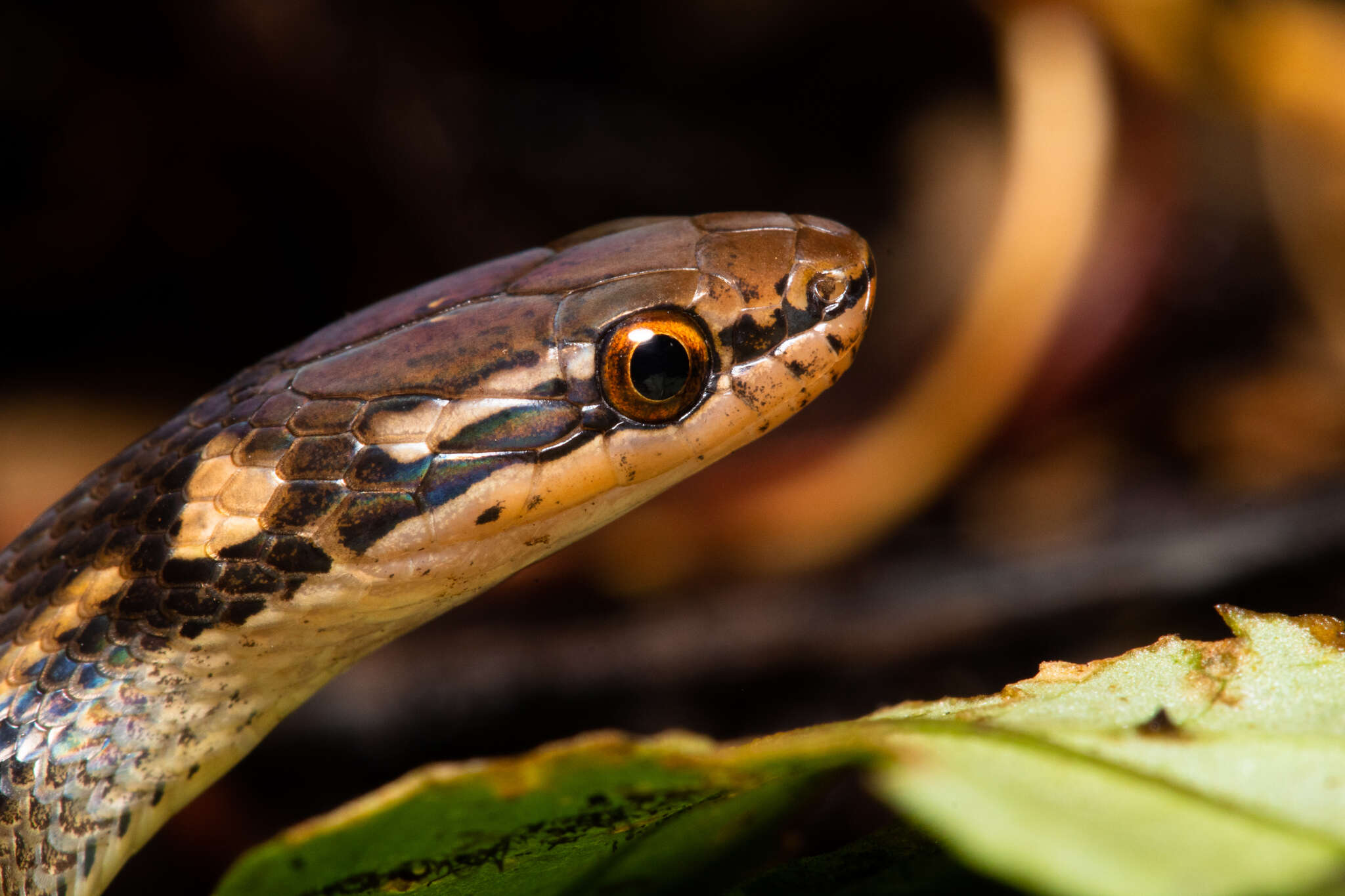 Image of Veracruz Graceful Brown Snake