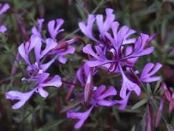 Plancia ëd Clarkia concinna subsp. concinna