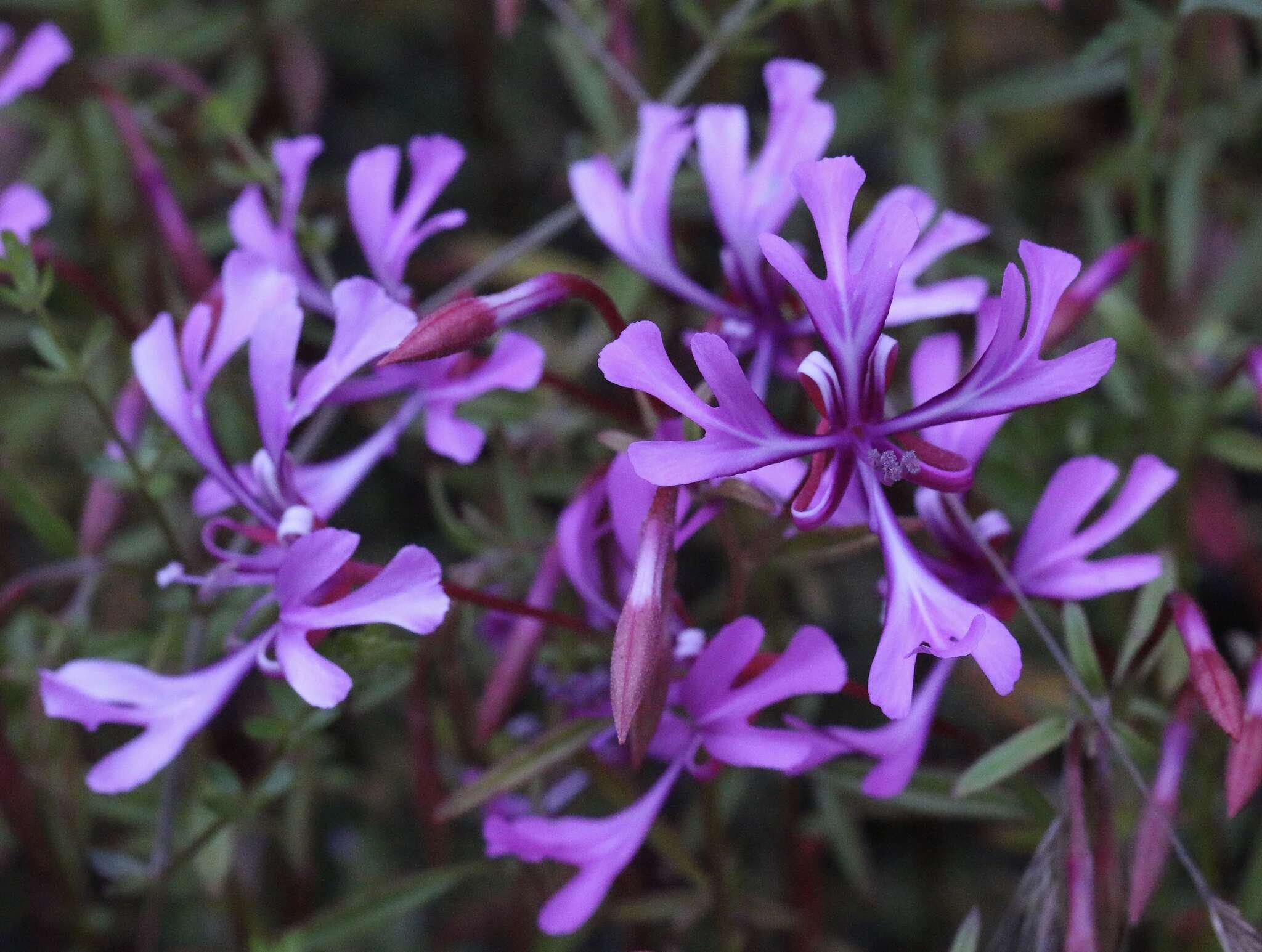 Plancia ëd Clarkia concinna subsp. concinna