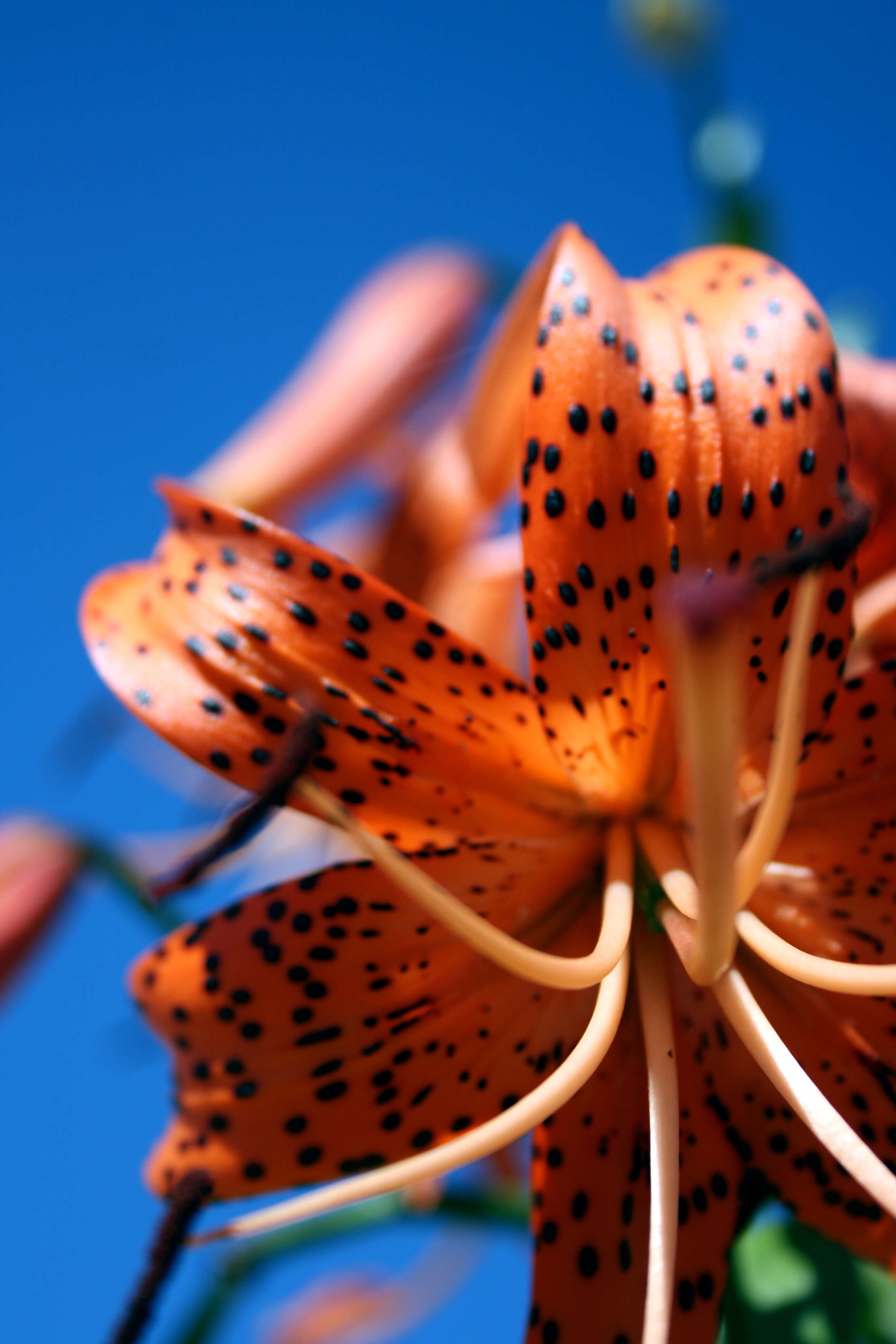 Image of Tiger lily