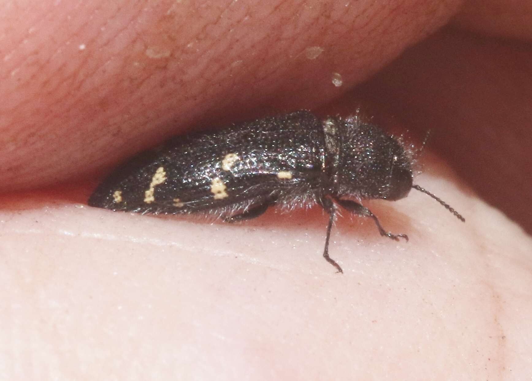 Image of Acmaeodera tenebricosa Fall 1922