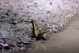 Image of Eastern Tiger Swallowtail