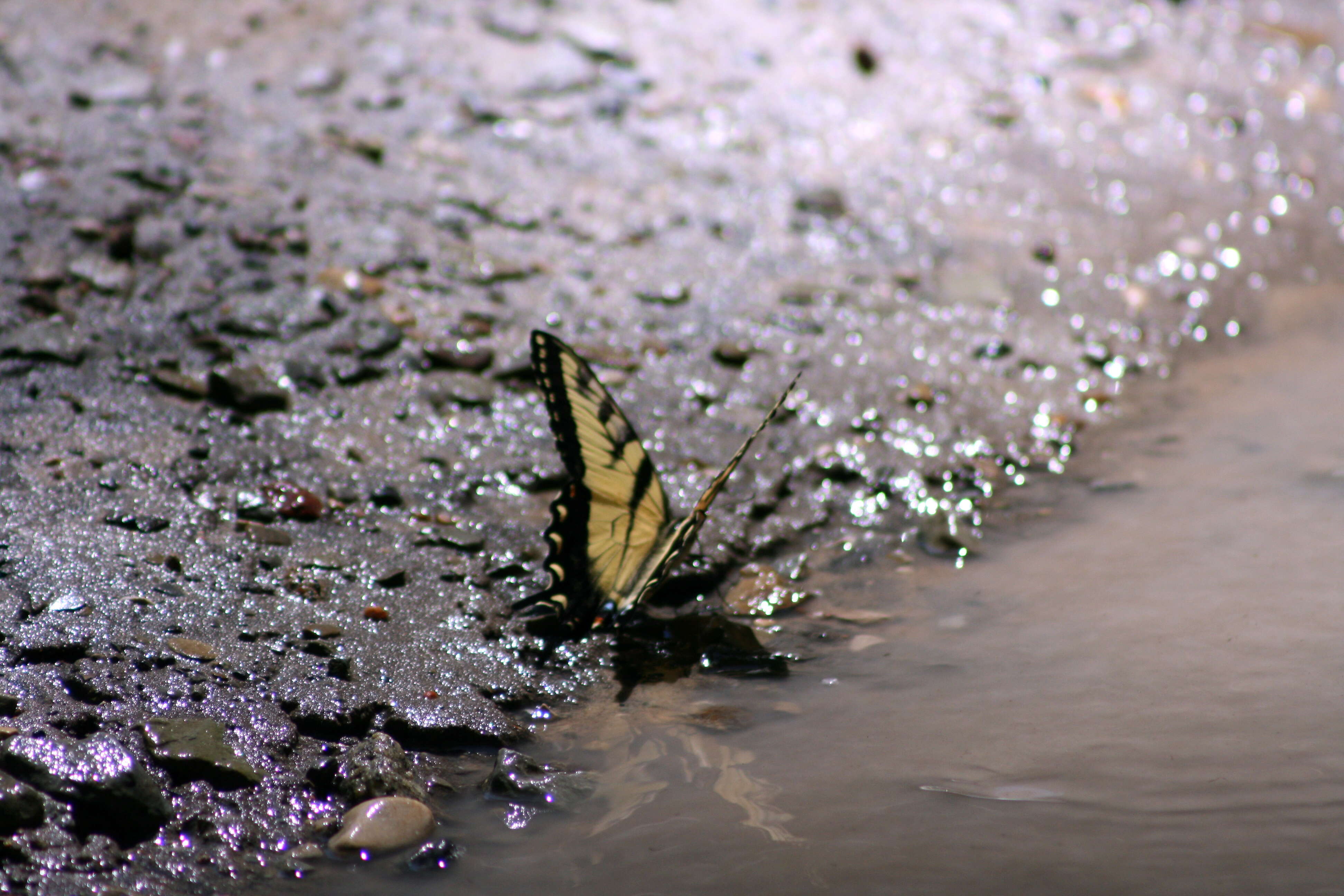 Image of Eastern Tiger Swallowtail