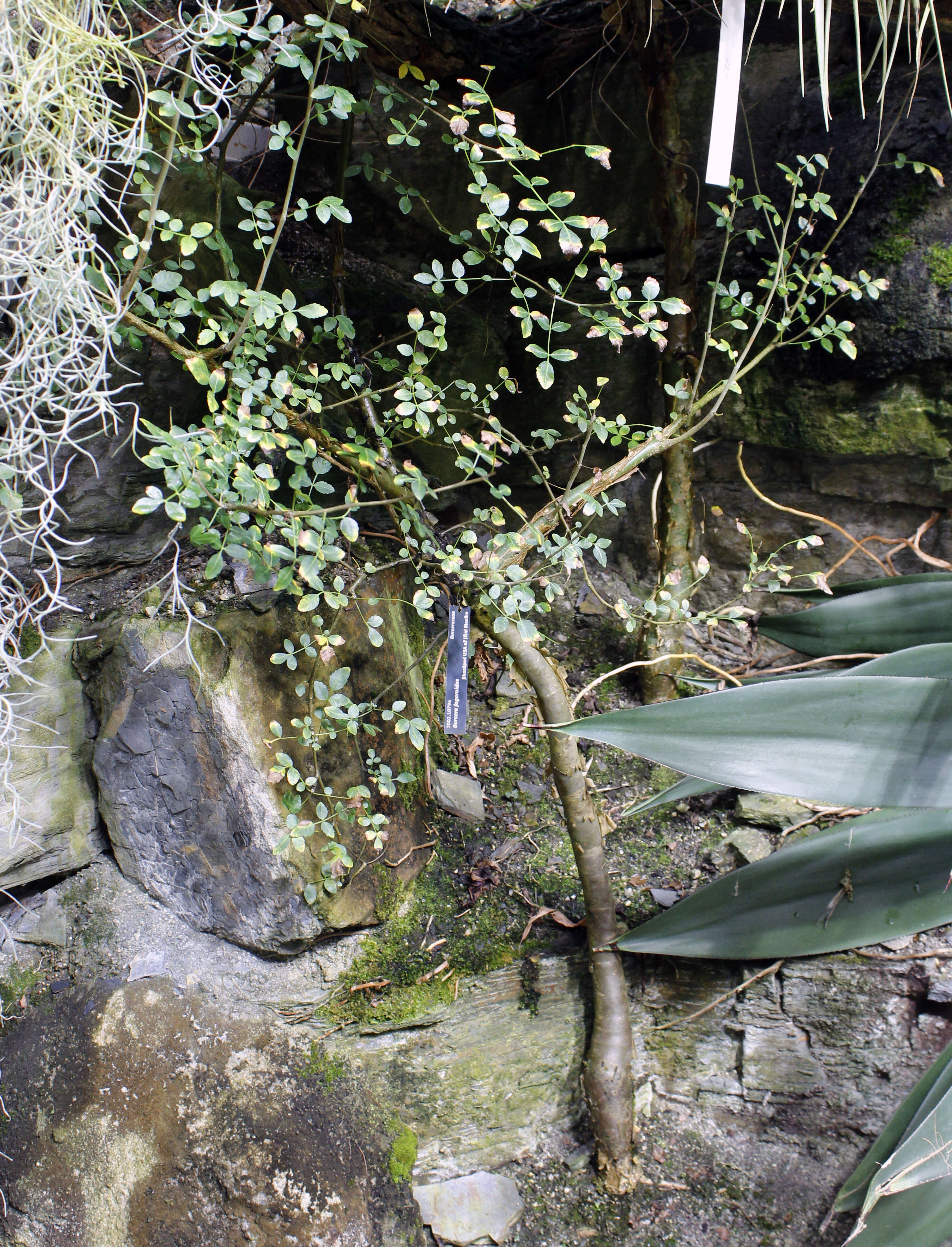 Image of fragrant bursera