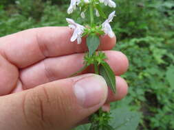 Image de Stachys tenuifolia Willd.