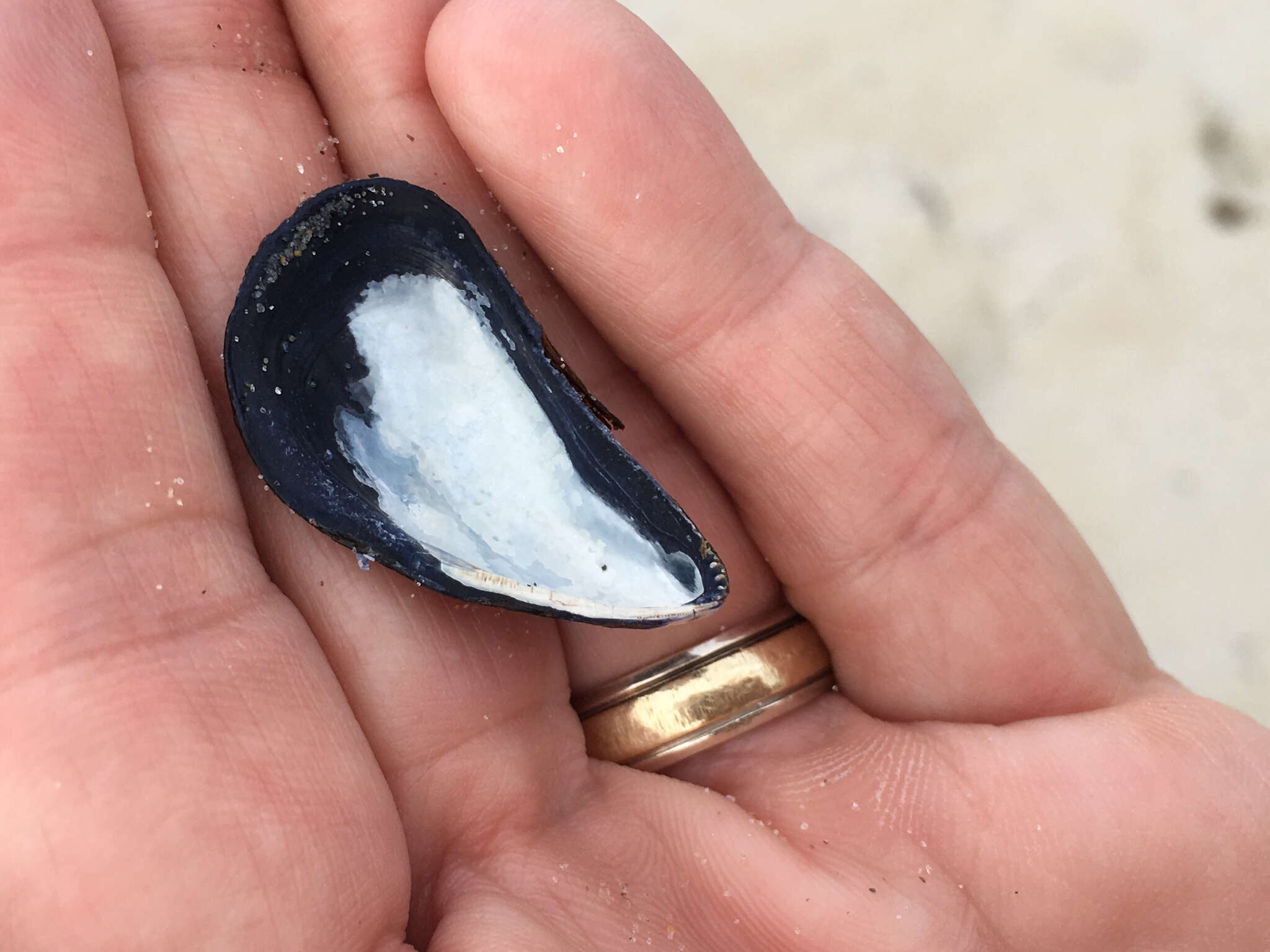 Image of Blue mussel