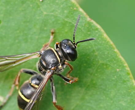 Image of Austrogorytes frenchii (R. Turner 1908)