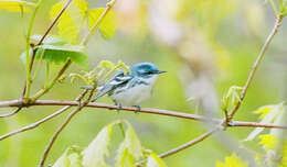 Image of Cerulean Warbler