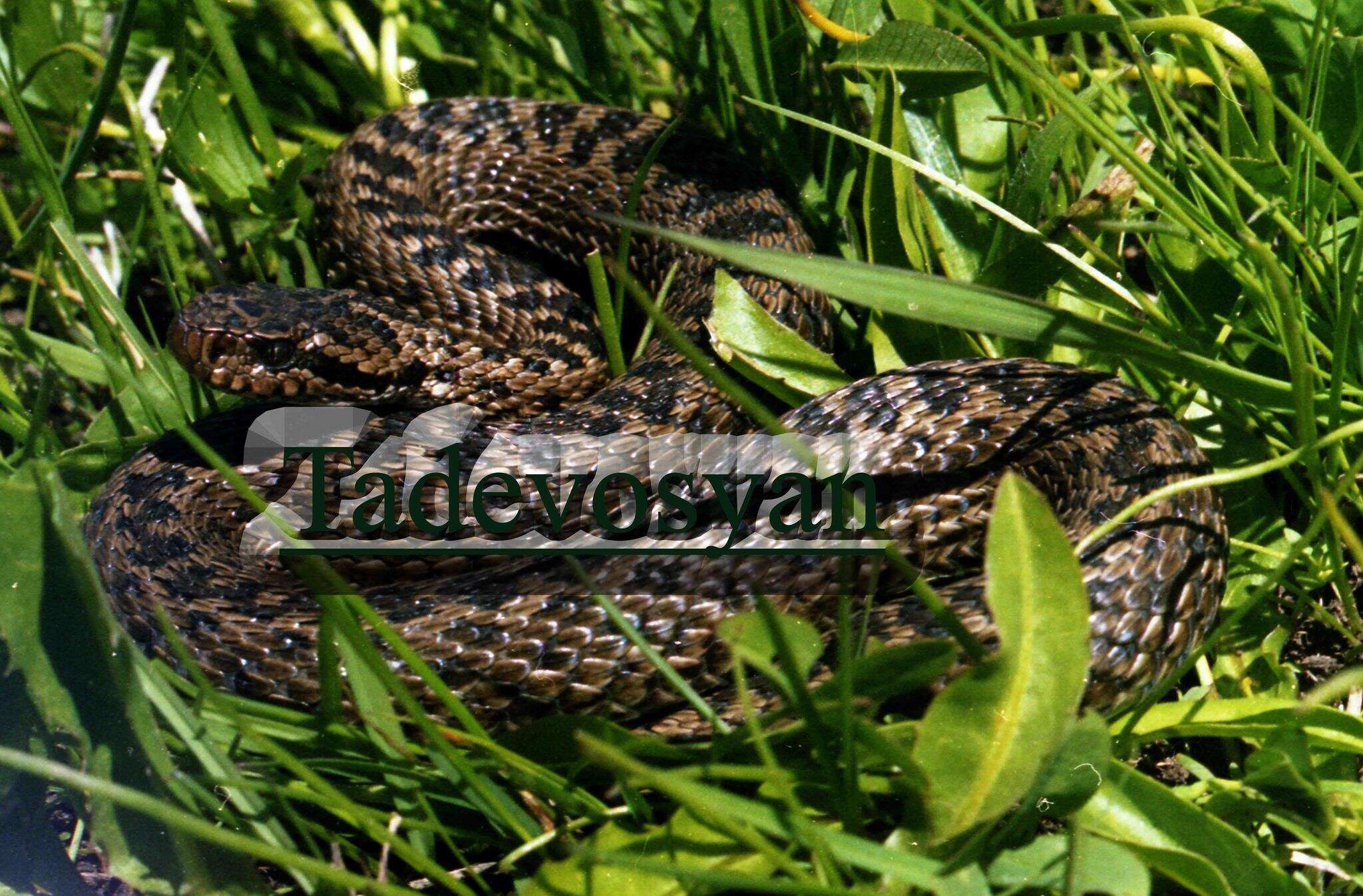 Image of Alburzi Viper