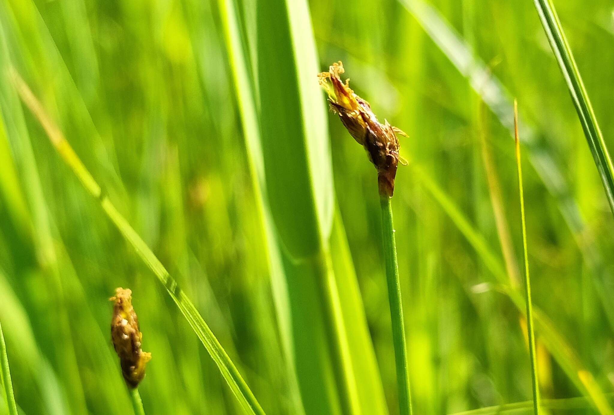 Image of Slender Spike-rush