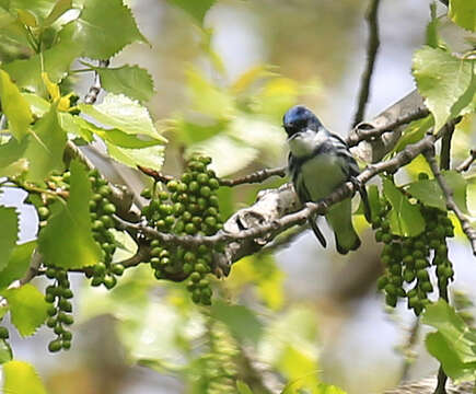 Image of Cerulean Warbler