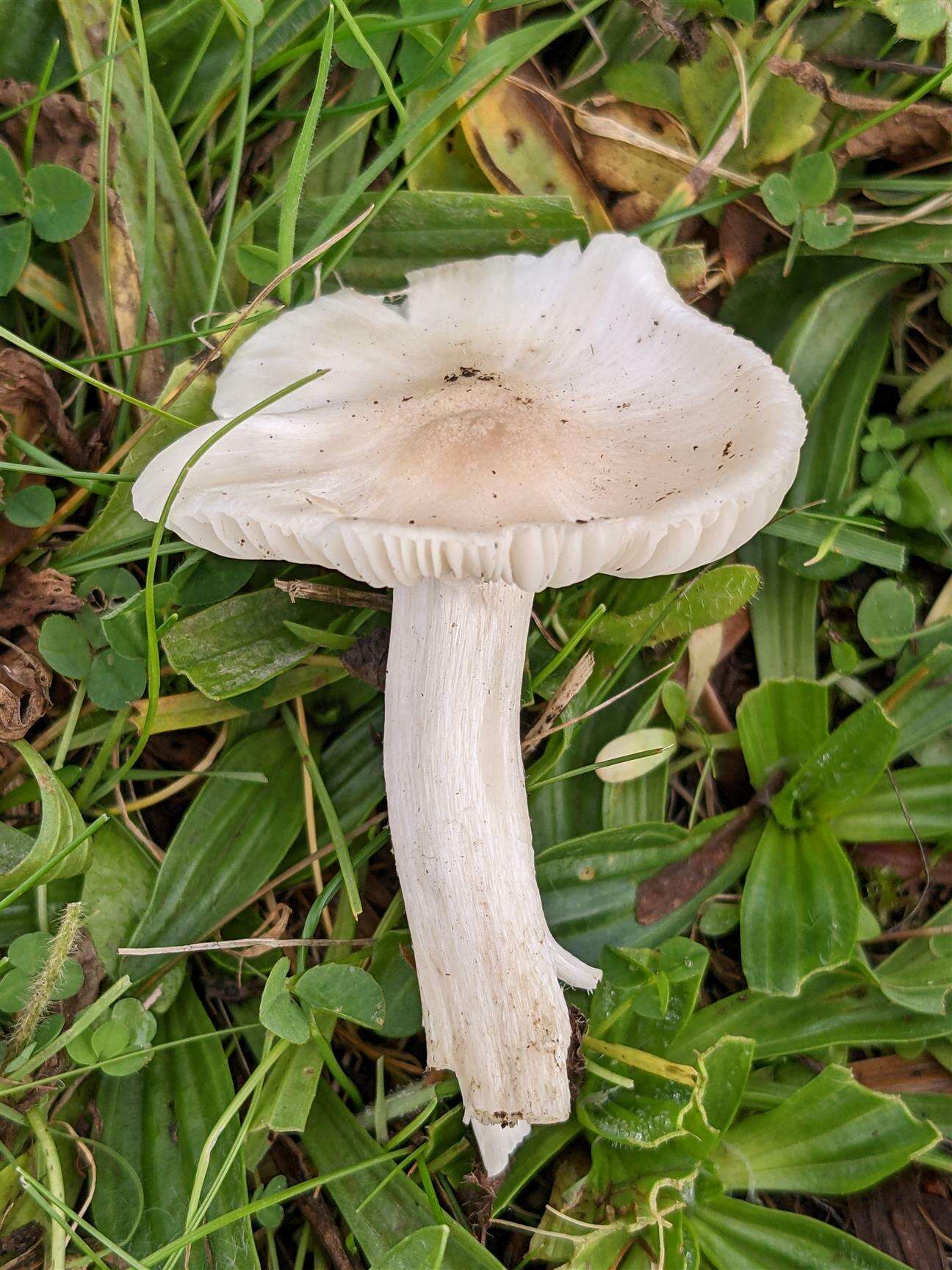 Image de Cuphophyllus fornicatus (Fr.) Lodge, Padamsee & Vizzini 2013