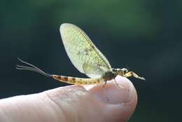 Image of Ephemeroidea