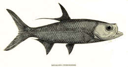 Image of Indo-Pacific Tarpon