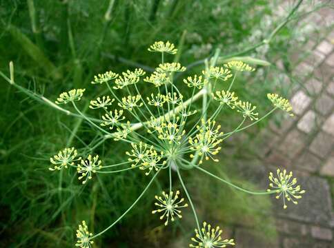 Image of fennel