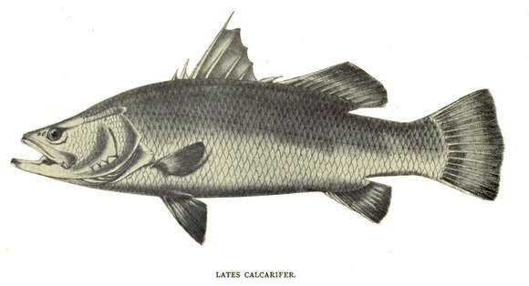 Image of Asian seabass