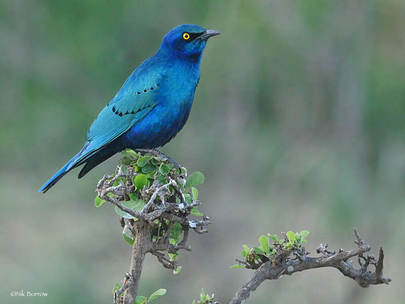 Imagem de Lamprotornis chalybaeus Hemprich & Ehrenberg 1828