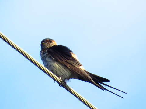 Image of Striated Swallow