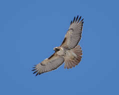 Image of Eastern Red-tailed Hawk