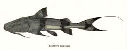 Bagarius yarrelli (Sykes 1839) resmi