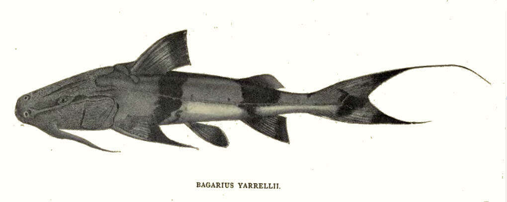 Слика од Bagarius yarrelli (Sykes 1839)