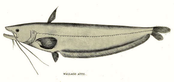 Image of Great white sheatfish