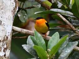 Image of Orange-collared Manakin