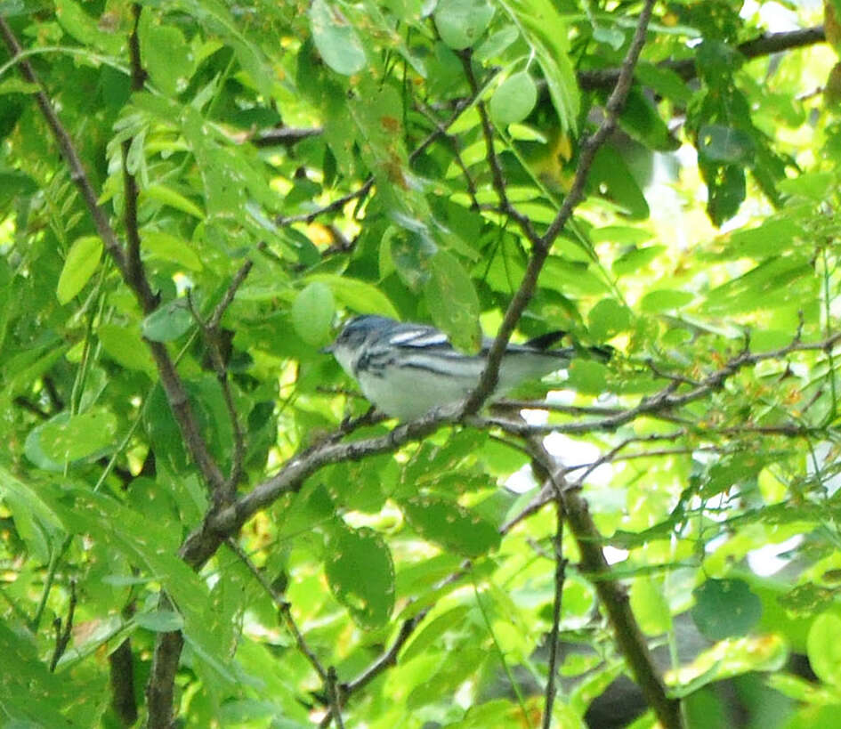 Image of Cerulean Warbler