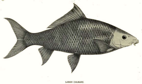 Labeo calbasu (Hamilton 1822) resmi