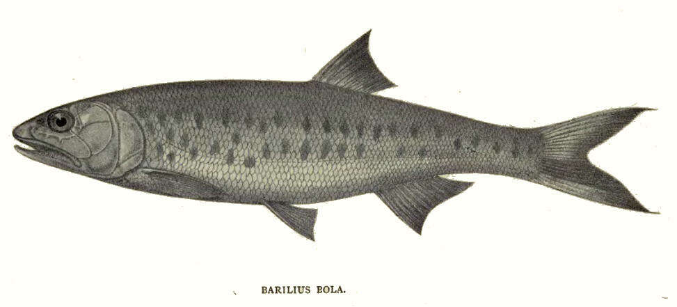 Image of Trout barb