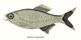 Image of Barilius