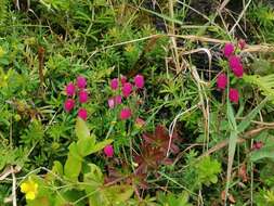 Imagem de Daboecia cantabrica subsp. azorica (Tutin & E. F. Warburg) D. Mc Clintock