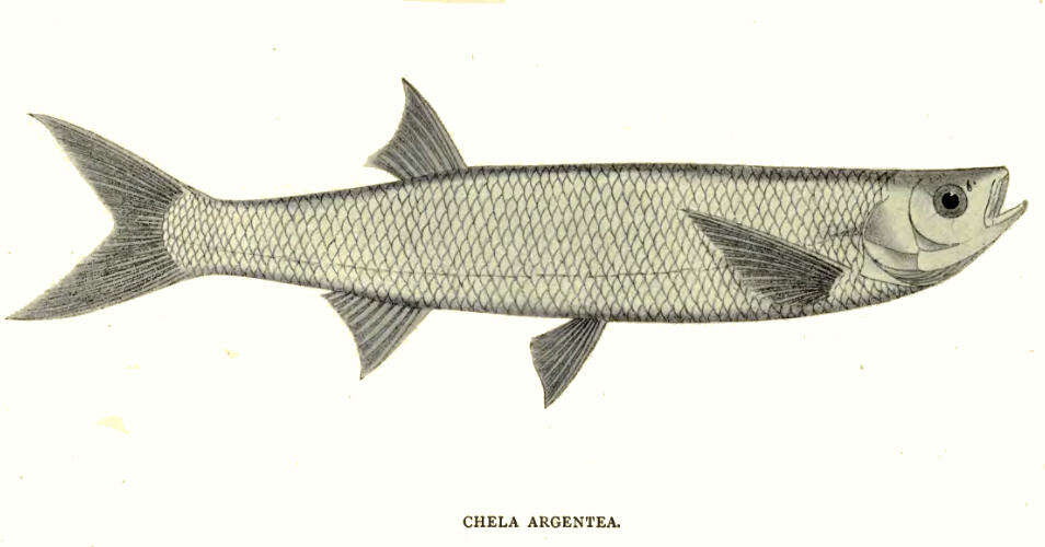 Image of Silver razorbelly minnow