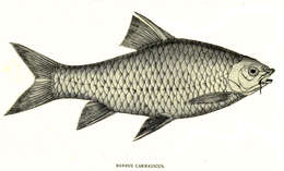 Image of Carnatic Carp