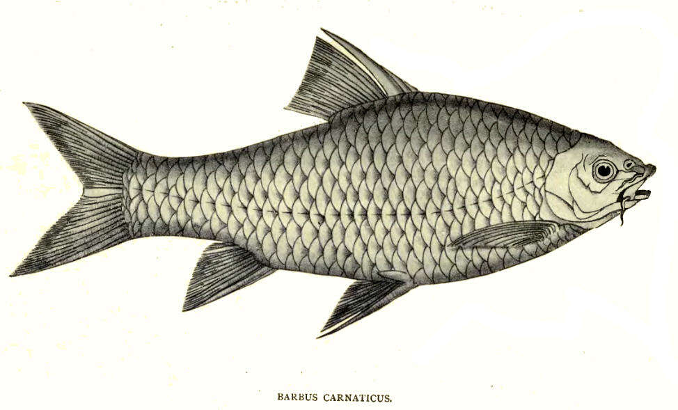 Barbodes carnaticus (Jerdon 1849) resmi